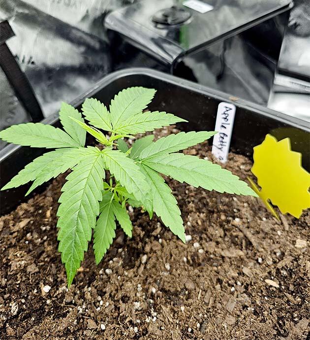 Куст ростом 15 см Растишка Apple Betty на 3 неделе развития