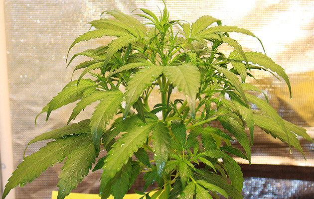 Обработка листьев Equilibrium Влажные листья конопли после обработки