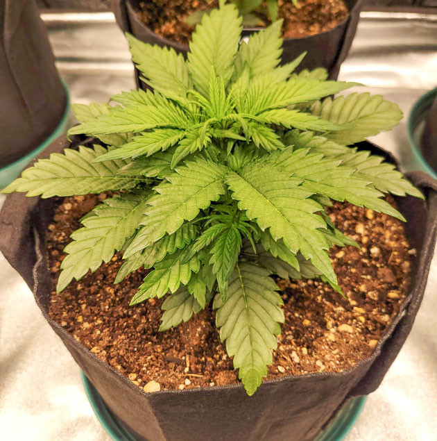 Переход к взрослой жизни Ztrawberriez Auto Подготовка куста Ztrawberriez Auto к цветению