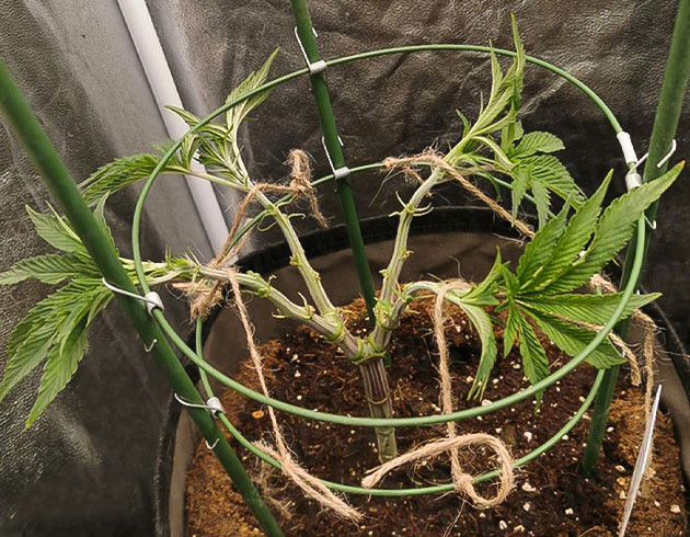 Формирование кроны куста Ветви подвязанные к кольцам для тренировок