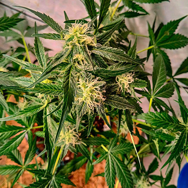 Первые трихомы и корректировка состава удобрений Куст Grandmommy Purple Auto на фазе цветения