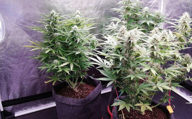 Цветение на 7 неделе выращивания Кусты высотой 70 см