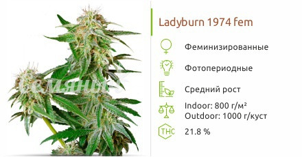 Ladyburn 1974 от Green House Seeds