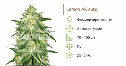 Сорт марихуаны Lemon AK auto Lemon AK auto от FastBuds