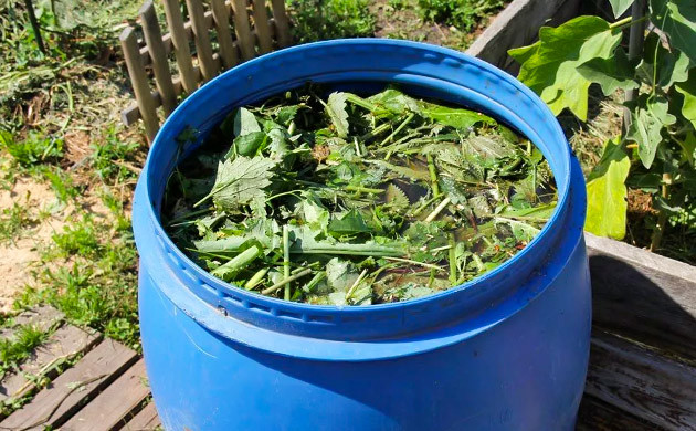 Стебли каннабиса в бочке с водой