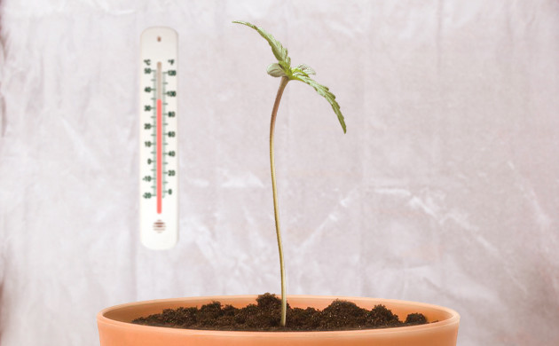 Опадение саженцев от теплового стресса Температура для саженцев каннабиса