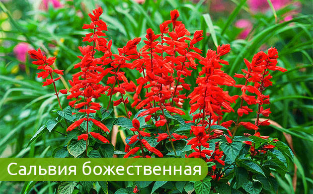 Salvia divinorum: путь к просветлению Salvia divinorum: психоактивное растение