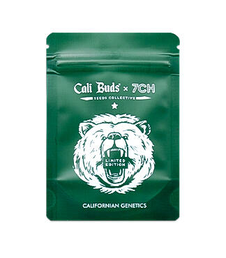 Mimosa × Orange Sherbet fem (7CH Seeds & Cali Buds Seeds)