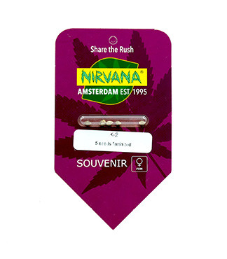 K-2 fem (Nirvana Seeds)