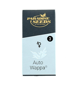 Auto Wappa fem (Paradise Seeds)