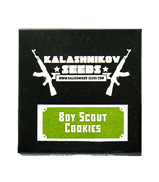 Boy Scout Cookies fem (Kalashnikov Seeds)