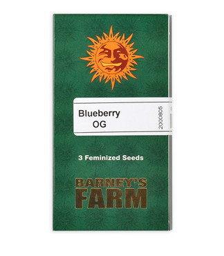 Blueberry OG fem (Barney's Farm)