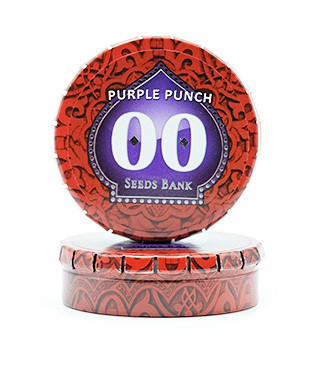 Purple Punch fem (00 Seeds)