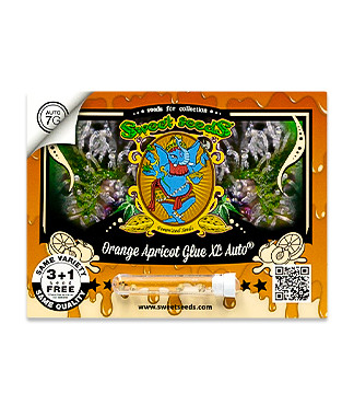 Orange Apricot Glue XL Auto fem (Sweet Seeds)