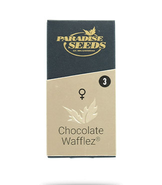 Chocolate Wafflez fem (Paradise Seeds)