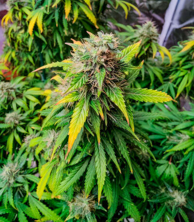 Семена сорта Also Know 47 Autoflower fem (Seedkeepers)