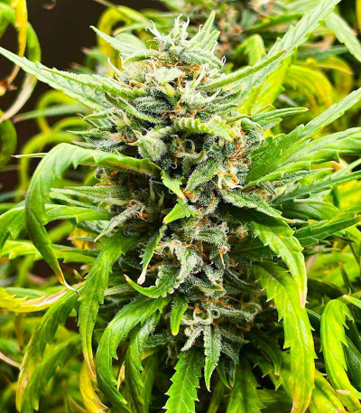 Семена конопли сорта Amnesia Haze