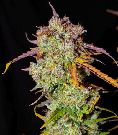 Семена сорта Bruce Banner × Pineapple (7CH Seeds & Cali Buds Seeds)