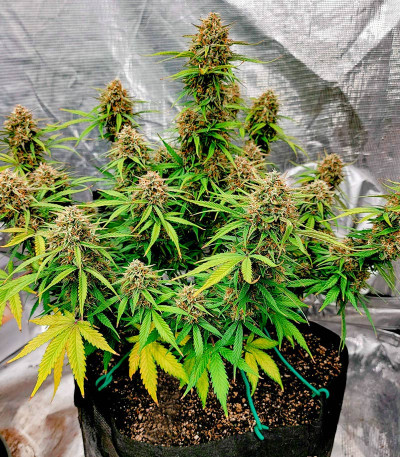 Семена сорта Easy Peasy Auto fem (Семяныч)