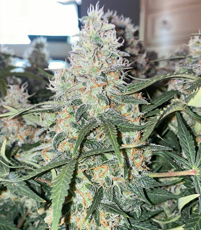 Семена сорта Original Auto Skunk fem (FastBuds)