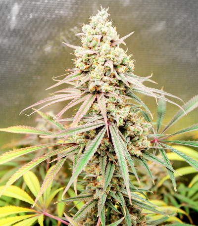 Семена сорта Shiskaberry fem (Семяныч)