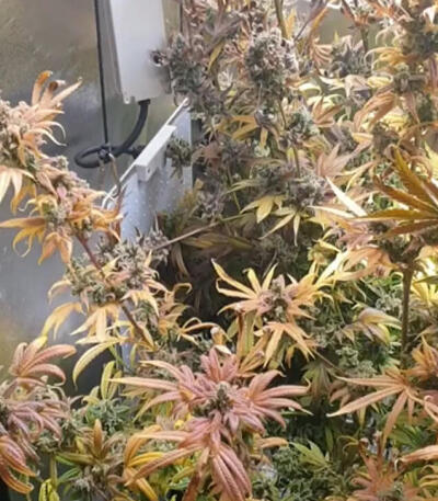 Семена сорта Girl Scout Cookies fem