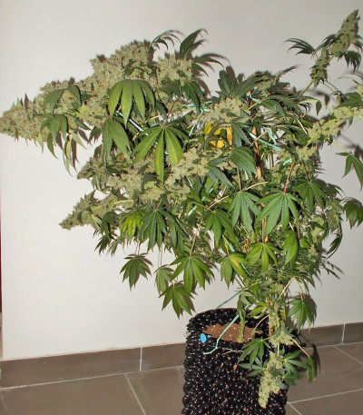 Семена сорта Blueberry X fem (Семяныч)