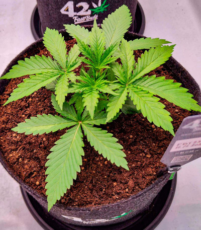 Семена сорта Guava Auto fem (FastBuds)