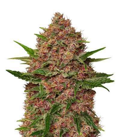 Семена сорта Purple Punch Cookies fem (Original Sensible Seeds)