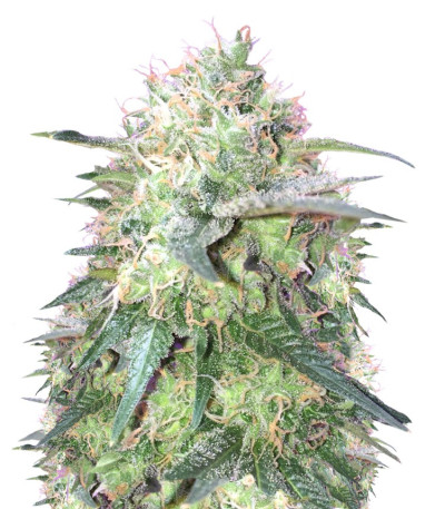 Семена сорта Fresh Candy fem (Pyramid Seeds)
