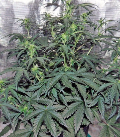 Семена сорта Auto Kryptonite fem (Pyramid Seeds)