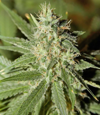 Семена сорта Amnesia Auto fem (Семяныч)