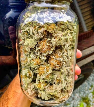 Семена сорта Banana Hammock RBX fem (Ethos Genetics)