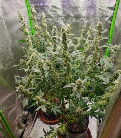 Семена сорта Cookies USA fem (Pyramid Seeds)