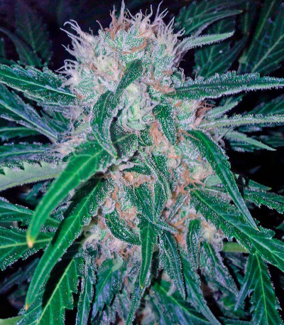 Семена сорта Domina Haze fem