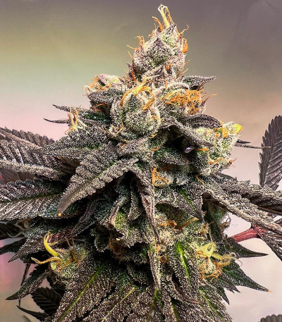 Семена сорта Luxar-Dos fem (Compound Genetics)