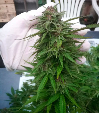 Семена сорта Skunk XL fem (Royal Queen Seeds)