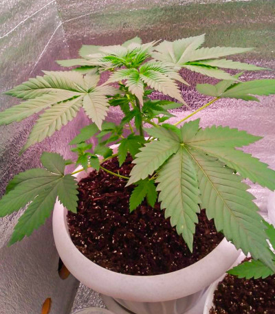 Семена сорта Caramelo Early Version fem (Delicious Seeds)