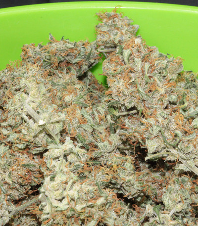 Семена сорта Johnny Cage Auto fem (Семяныч)