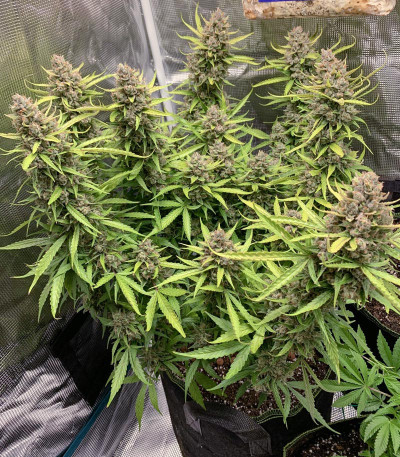 Семена сорта Auto Orange Bud fem (Dutch Passion)