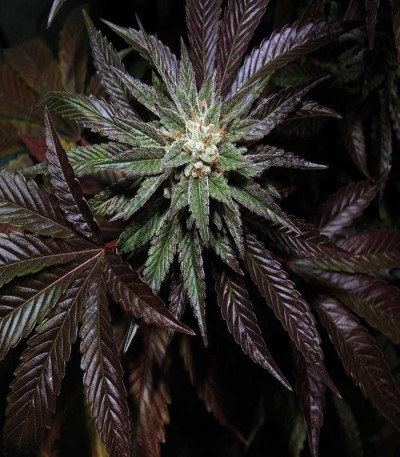 Семена сорта Cataract Kush reg