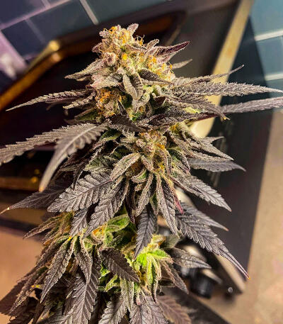 Семена сорта Purple Punch F1 fem (Seedkeepers)