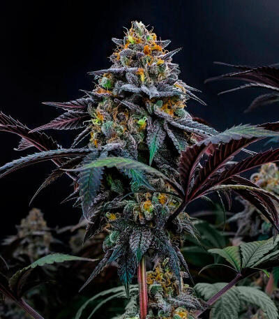 Семена сорта Lemon Cherry Runtz fem (FastBuds)