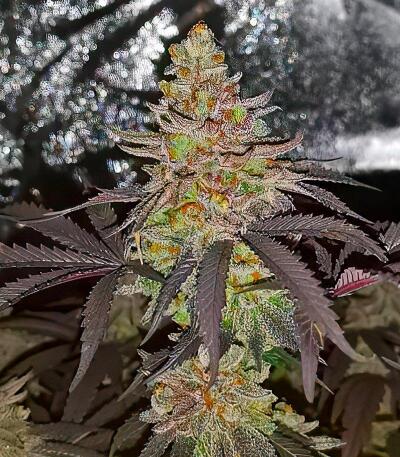 Семена сорта Mandarin Cookies fem (7CH American)