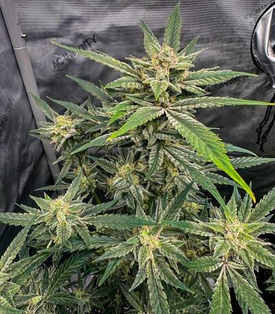 Семена сорта Voilà AUTO Rbx5 fem (Ethos Genetics)
