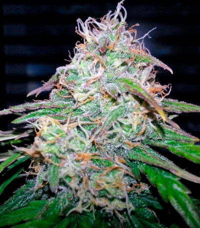 Семена сорта Fast Bud #2 Auto fem (Sweet Seeds)