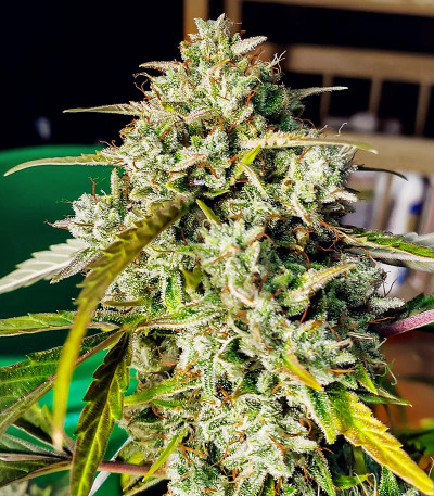 Семена сорта Grateful Dead Auto fem (High Speed ​​Buds)