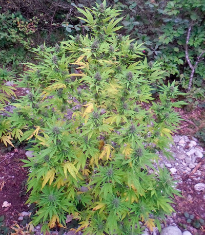  Семена марихуаны Shaman