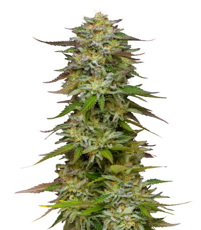 Семена сорта Golden Sands fem (Humboldt Seed Company)