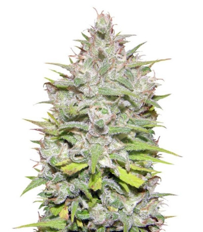 Семена сорта Crystal Candy Auto fem (Sweet Seeds)